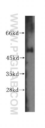 WRNIP1 Antibody in Western Blot (WB)