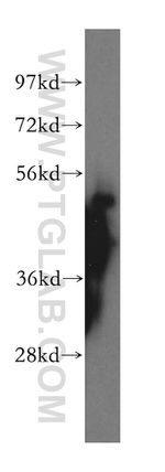 WRNIP1 Antibody in Western Blot (WB)