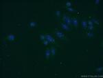 KRI1 Antibody in Immunocytochemistry (ICC/IF)