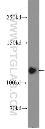 KRI1 Antibody in Western Blot (WB)