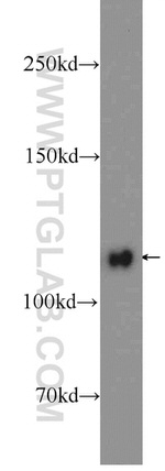 KRI1 Antibody in Western Blot (WB)