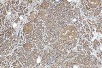 PSF2 Antibody in Immunohistochemistry (Paraffin) (IHC (P))
