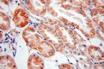 LMF2 Antibody in Immunohistochemistry (Paraffin) (IHC (P))