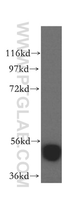 FAF2 Antibody in Western Blot (WB)