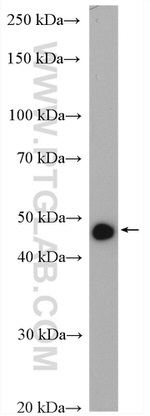 DMKN Antibody in Western Blot (WB)