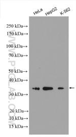 MRPL1 Antibody in Western Blot (WB)