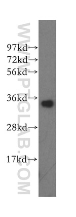 MRPL1 Antibody in Western Blot (WB)