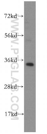 MRPL1 Antibody in Western Blot (WB)