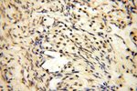 MED28 Antibody in Immunohistochemistry (Paraffin) (IHC (P))