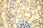 MED28 Antibody in Immunohistochemistry (Paraffin) (IHC (P))