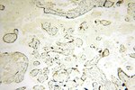 MED28 Antibody in Immunohistochemistry (Paraffin) (IHC (P))
