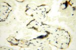 MED28 Antibody in Immunohistochemistry (Paraffin) (IHC (P))
