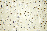 MED28 Antibody in Immunohistochemistry (Paraffin) (IHC (P))