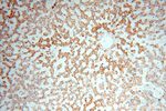 MED28 Antibody in Immunohistochemistry (Paraffin) (IHC (P))