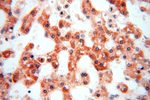MED28 Antibody in Immunohistochemistry (Paraffin) (IHC (P))