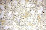 MED28 Antibody in Immunohistochemistry (Paraffin) (IHC (P))