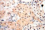 MED28 Antibody in Immunohistochemistry (Paraffin) (IHC (P))