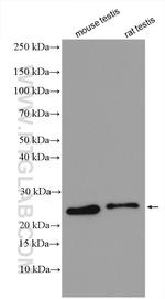 MED28 Antibody in Western Blot (WB)