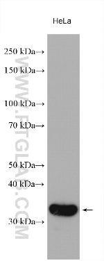 PQBP1 Antibody in Western Blot (WB)