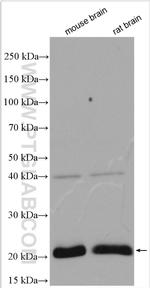 RAP2B Antibody in Western Blot (WB)