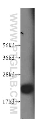 RAP2B Antibody in Western Blot (WB)