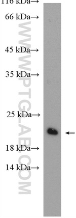 RAP2B Antibody in Western Blot (WB)