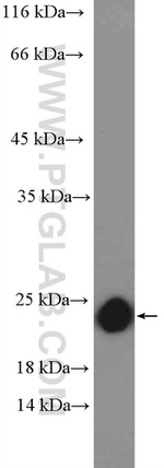 RAP2B Antibody in Western Blot (WB)