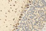 RPS17 Antibody in Immunohistochemistry (Paraffin) (IHC (P))