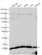 RPS17 Antibody in Western Blot (WB)
