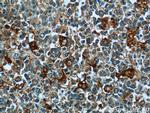 CEP63 Antibody in Immunohistochemistry (Paraffin) (IHC (P))