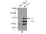 CEP63 Antibody in Immunoprecipitation (IP)