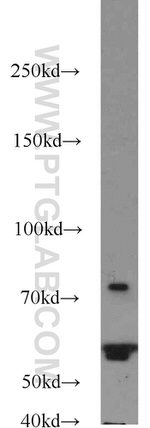 CEP63 Antibody in Western Blot (WB)