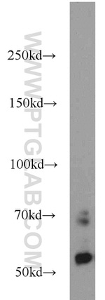 CEP63 Antibody in Western Blot (WB)