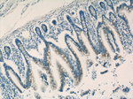 SYAP1 Antibody in Immunohistochemistry (Paraffin) (IHC (P))