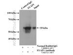 SYAP1 Antibody in Immunoprecipitation (IP)