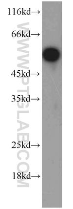 SYAP1 Antibody in Western Blot (WB)