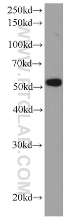 SYAP1 Antibody in Western Blot (WB)