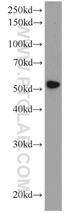 SYAP1 Antibody in Western Blot (WB)