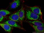 MRPS6 Antibody in Immunocytochemistry (ICC/IF)