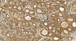 MRPS6 Antibody in Immunohistochemistry (Paraffin) (IHC (P))