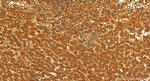 MRPS6 Antibody in Immunohistochemistry (Paraffin) (IHC (P))