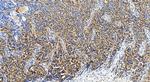 MRPS6 Antibody in Immunohistochemistry (Paraffin) (IHC (P))
