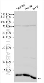 MRPS6 Antibody in Western Blot (WB)