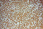 ATP6V1C2 Antibody in Immunohistochemistry (Paraffin) (IHC (P))
