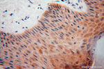 DHRS1 Antibody in Immunohistochemistry (Paraffin) (IHC (P))