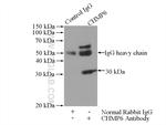 CHMP6 Antibody in Immunoprecipitation (IP)