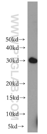 CHMP6 Antibody in Western Blot (WB)