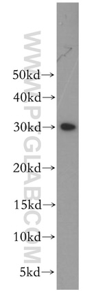 CHMP6 Antibody in Western Blot (WB)