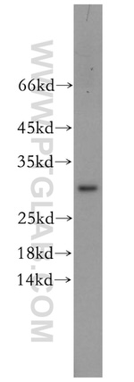 CHMP6 Antibody in Western Blot (WB)