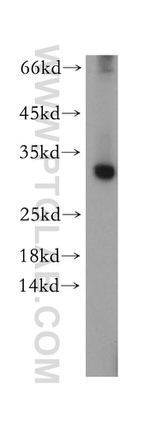 CHMP6 Antibody in Western Blot (WB)